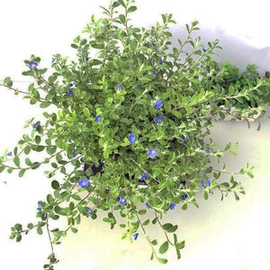 Blue Daze Garden Plus