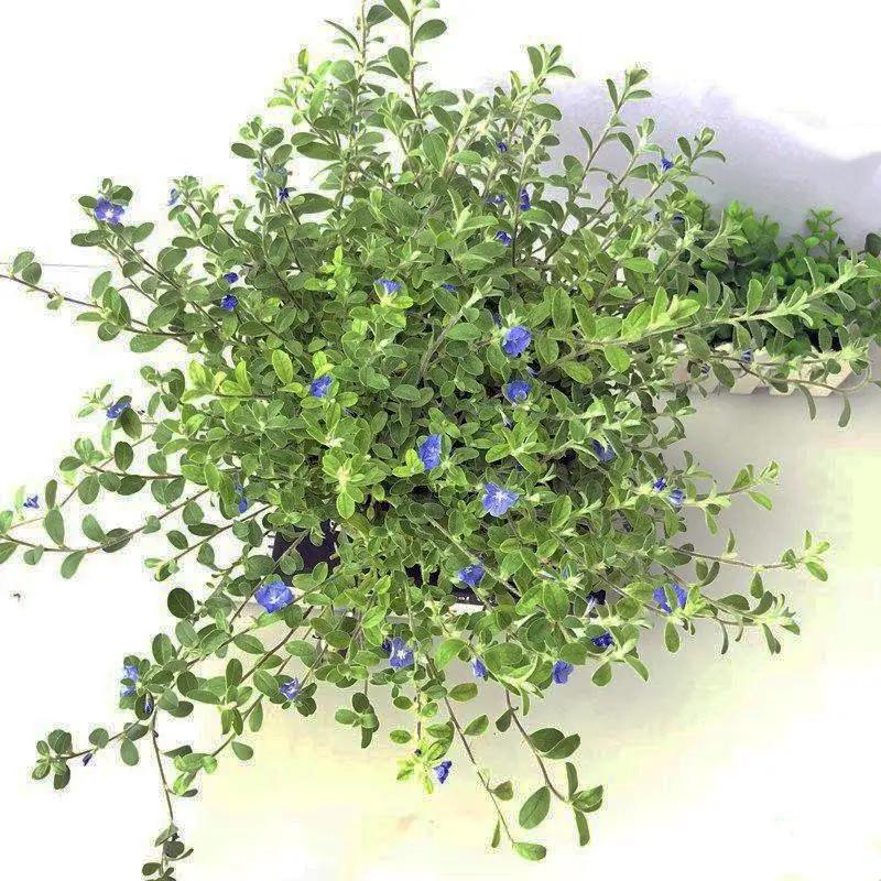 Blue Daze Garden Plus