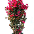 Bougainvillea Red Tower Style Garden Plus