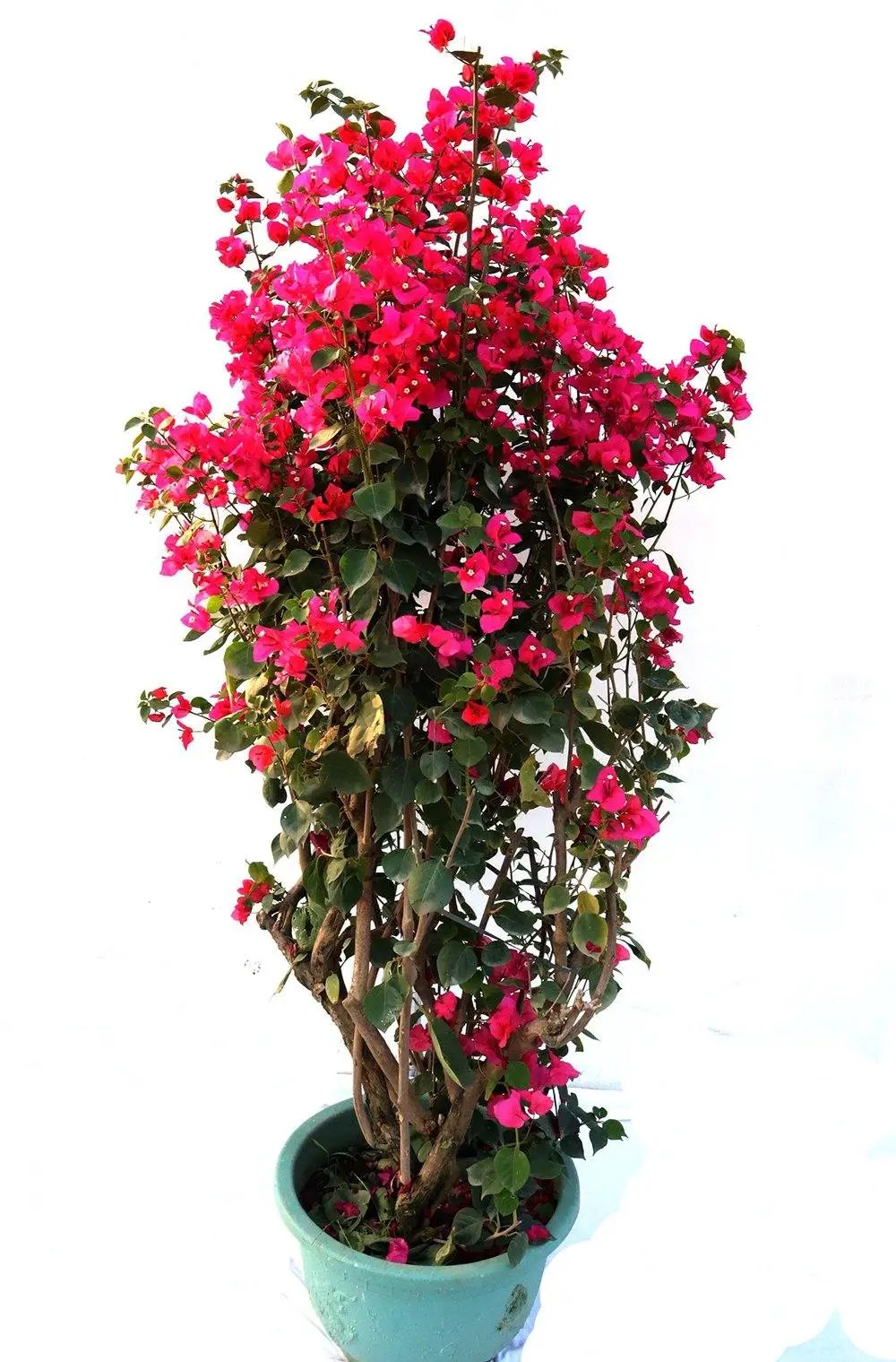 Bougainvillea Red Tower Style Garden Plus