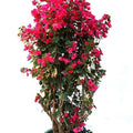 Bougainvillea Red Tower Style Garden Plus