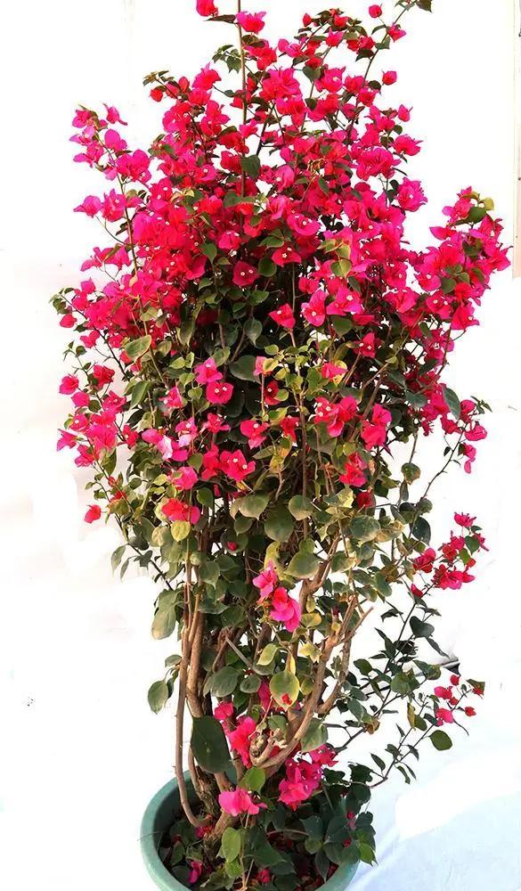 Bougainvillea Red Tower Style Garden Plus