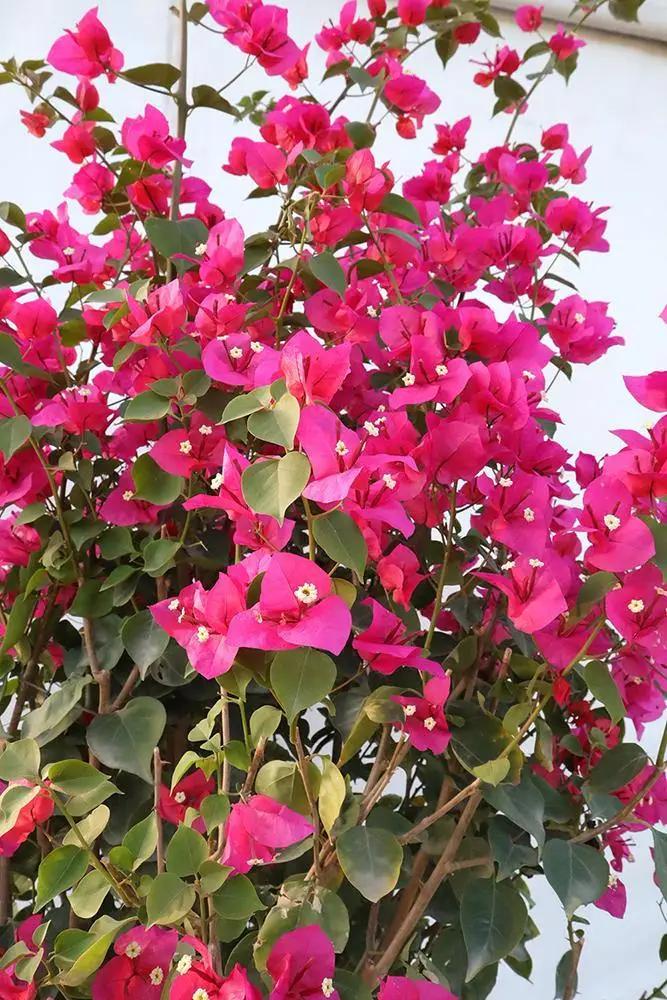 Bougainvillea Red Tower Style Garden Plus