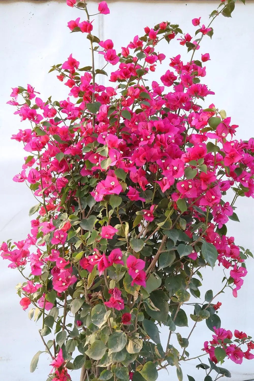Bougainvillea Red Tower Style Garden Plus