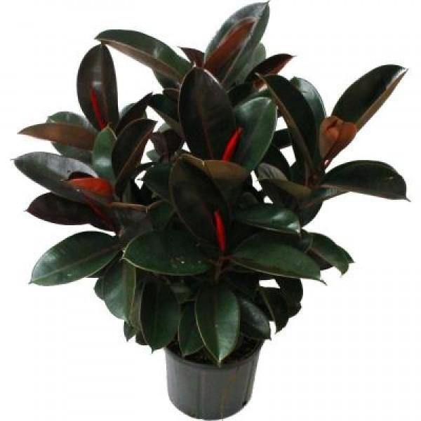 酒紅橡皮樹（Ficus elastica）
