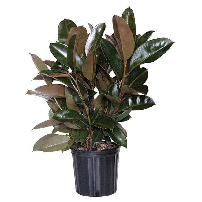 Burgundy rubber plant Garden Plus