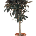 Burgundy rubber plant tree style Garden Plus