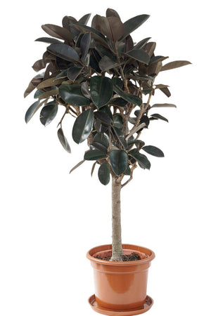 Burgundy rubber plant tree style Garden Plus