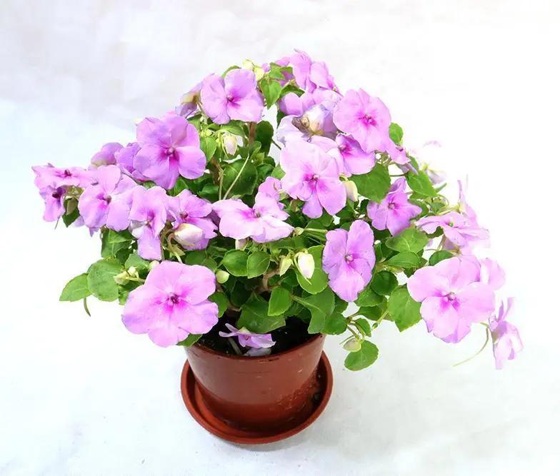 Busy Lizzie Garden Plus