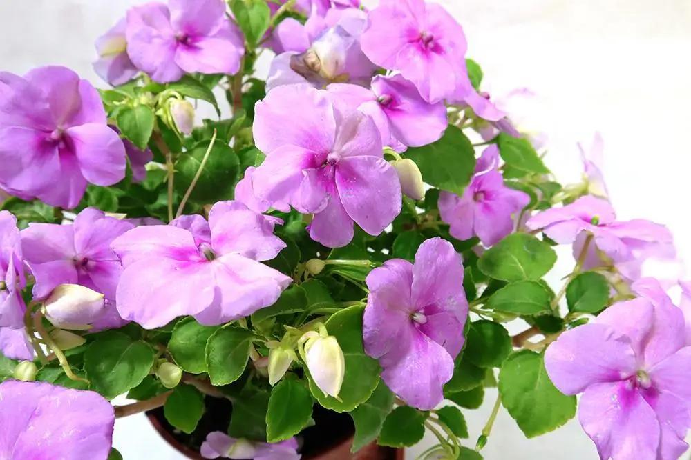 Busy Lizzie Garden Plus