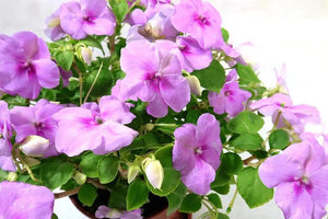 Busy Lizzie Garden Plus