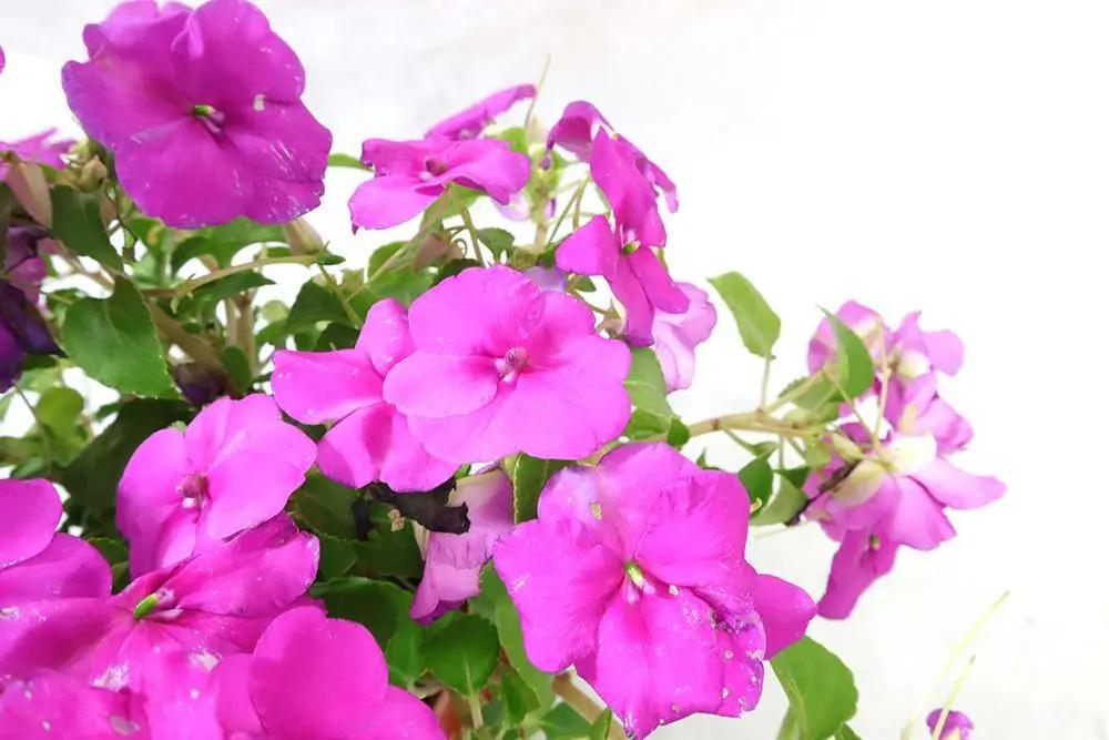 Busy Lizzie Garden Plus