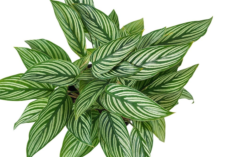 Calathea Vittata Garden Plus