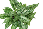 Calathea Vittata Garden Plus