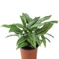 Calathea Vittata Garden Plus