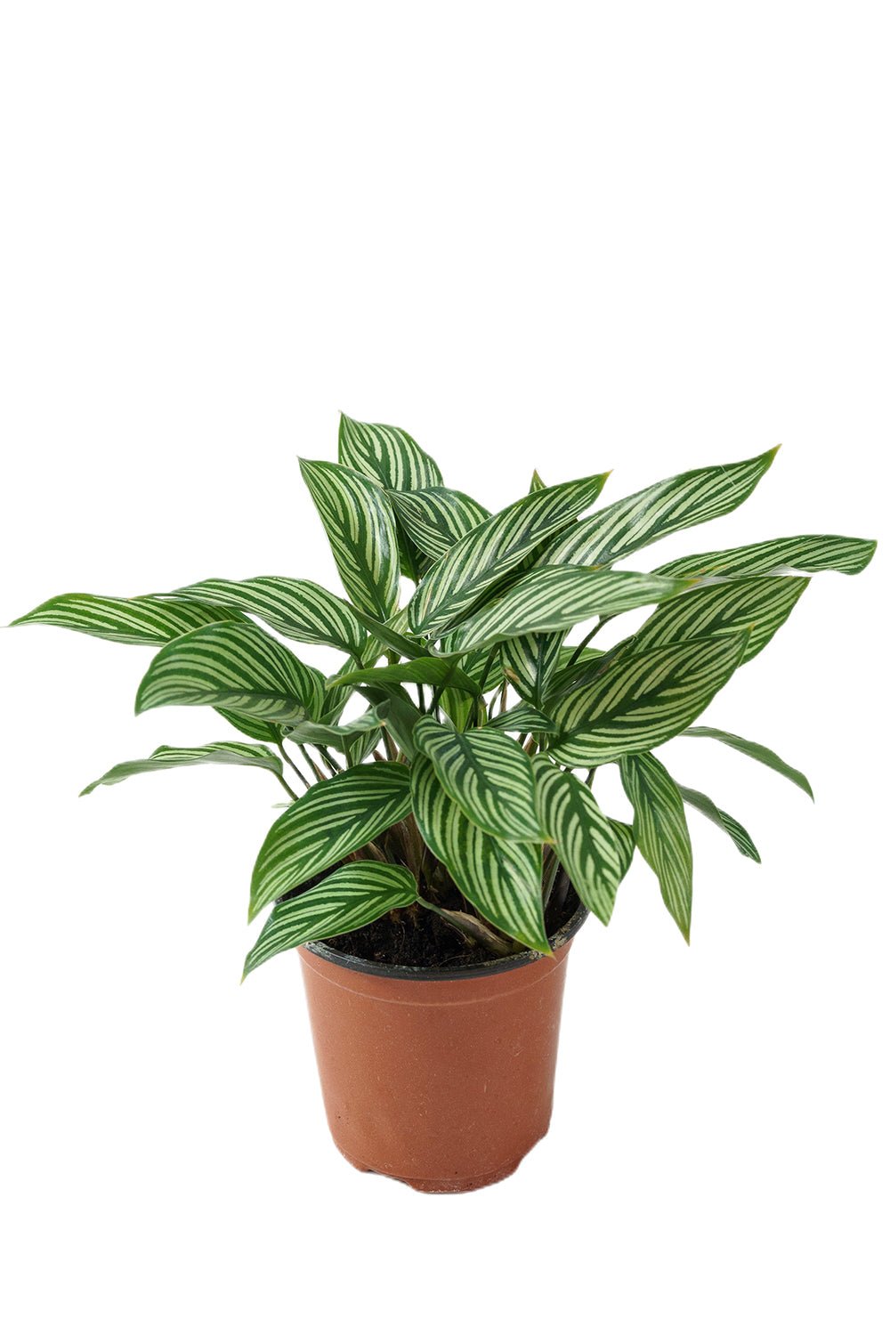 條紋竹芋 Vittata（Calathea vittata）