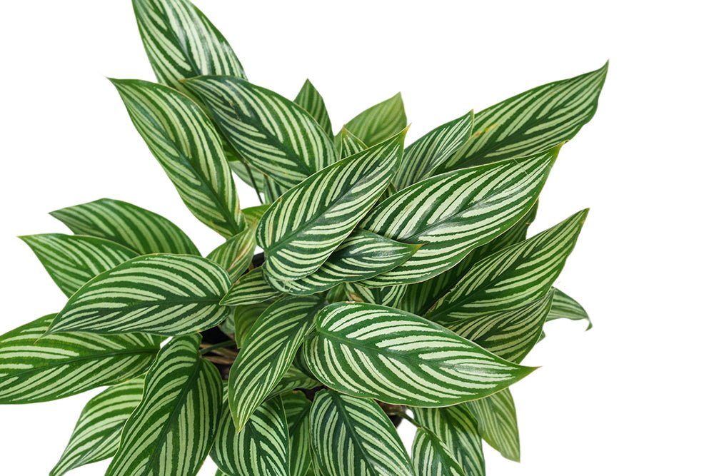 Calathea Vittata Garden Plus