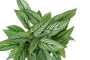 Calathea Vittata Garden Plus