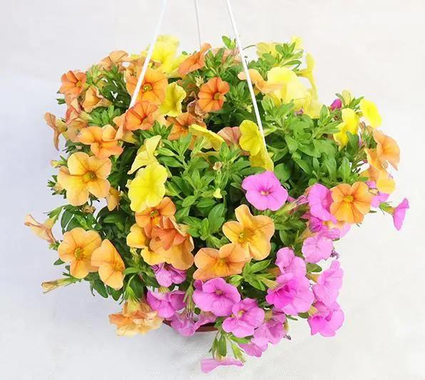 Calibrachoa hybrids Garden Plus