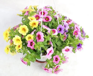 Calibrachoa hybrids Garden Plus