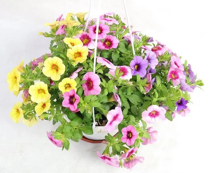 Calibrachoa hybrids Garden Plus