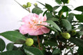 Camellia Garden Plus