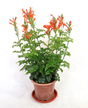 Campsis grandiflora Garden Plus