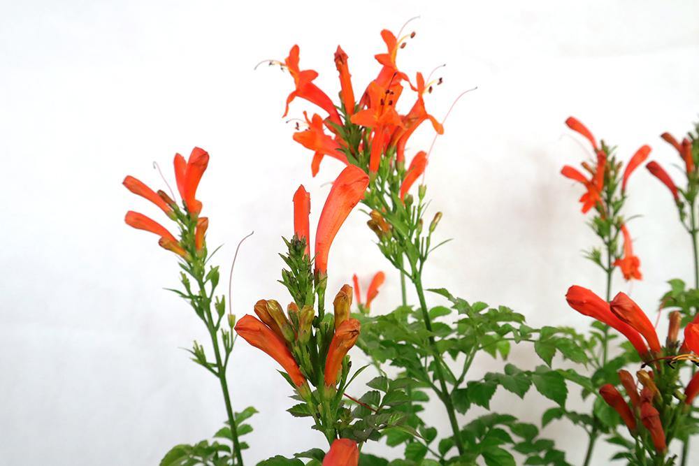 Campsis grandiflora Garden Plus