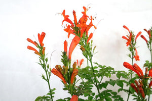 Campsis grandiflora Garden Plus