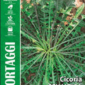 Chicory - Selvatica - Da Campo( Wild) - Royal Seed RYMO40/12 Garden Plus