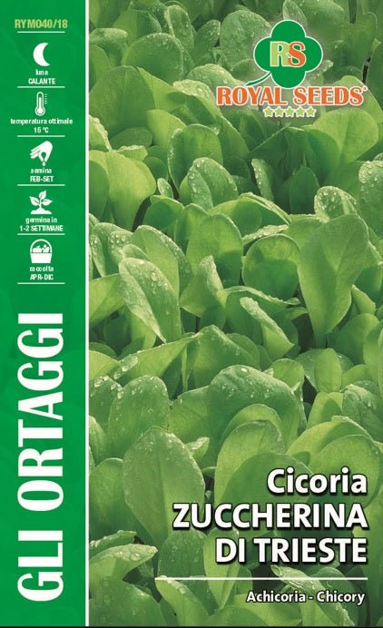 Chicory - Zuccherina Di Trieste - Royal Seed RYMO40/18 Garden Plus
