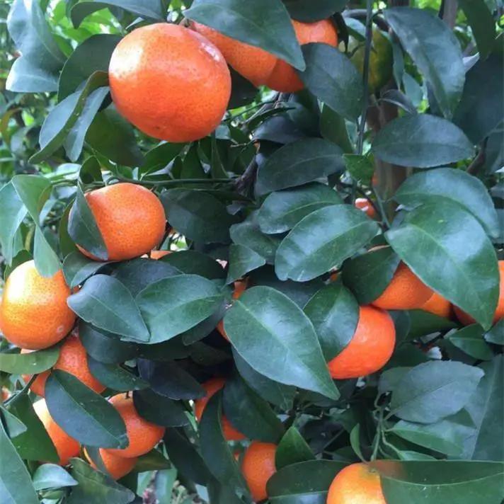 Citrus (China) Garden Plus