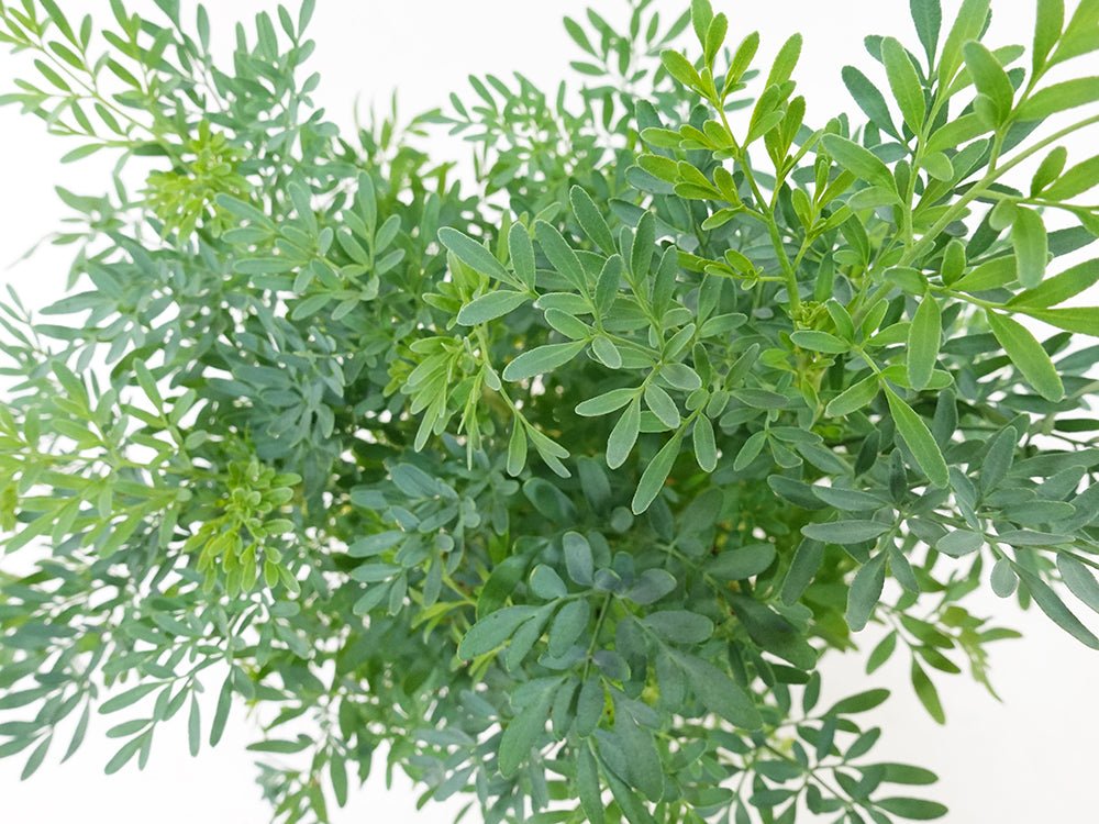 Common Rue Garden Plus