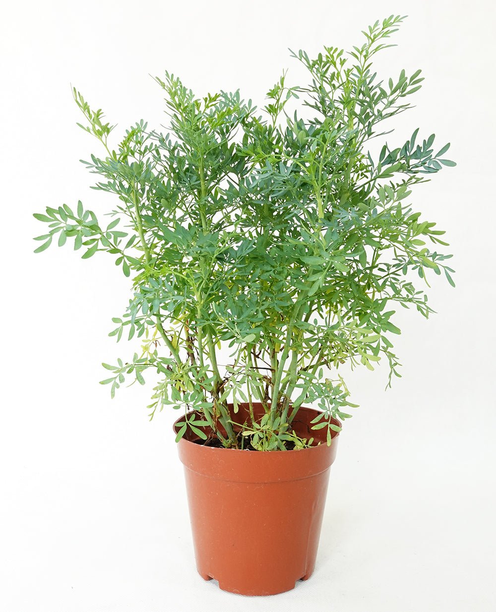 Common Rue