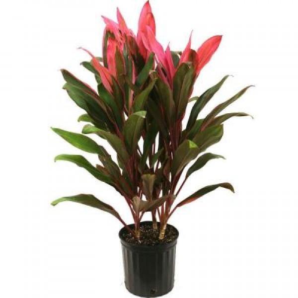 Cordyline red sister Garden Plus