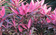Cordyline red sister Garden Plus