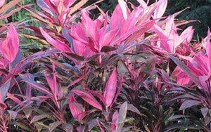 Cordyline red sister Garden Plus