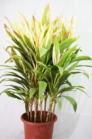 Cordyline sister white Garden Plus