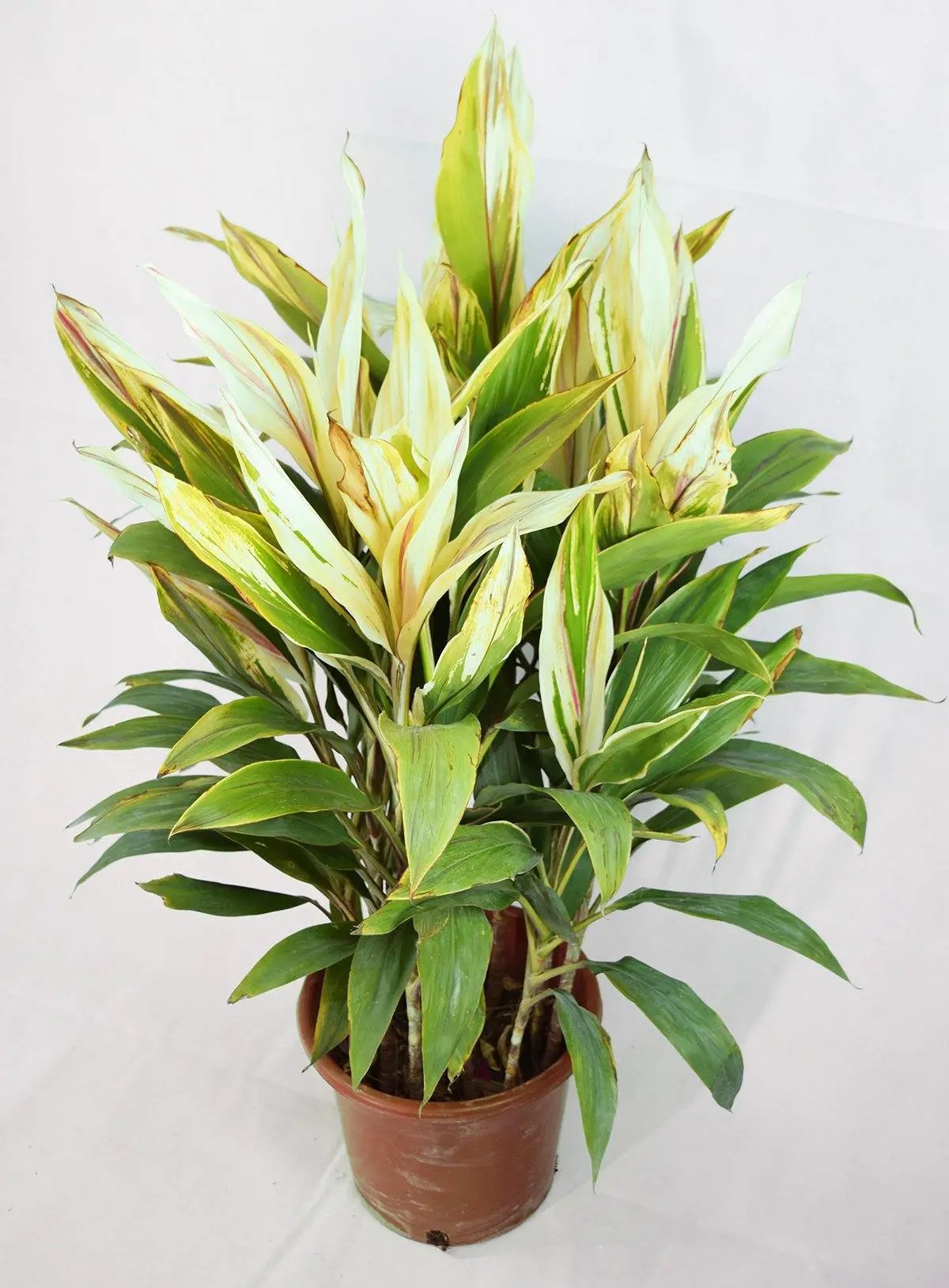 Cordyline sister white Garden Plus