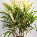 Cordyline sister white Garden Plus