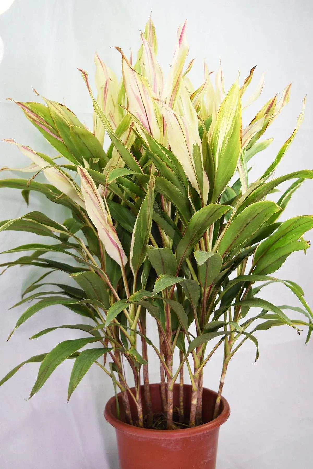 Cordyline sister white Garden Plus