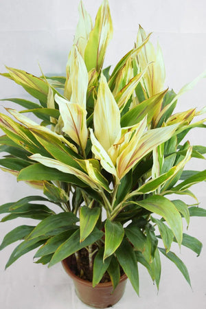 Cordyline sister white Garden Plus