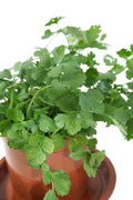 Coriander Garden Plus