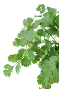 Coriander Garden Plus