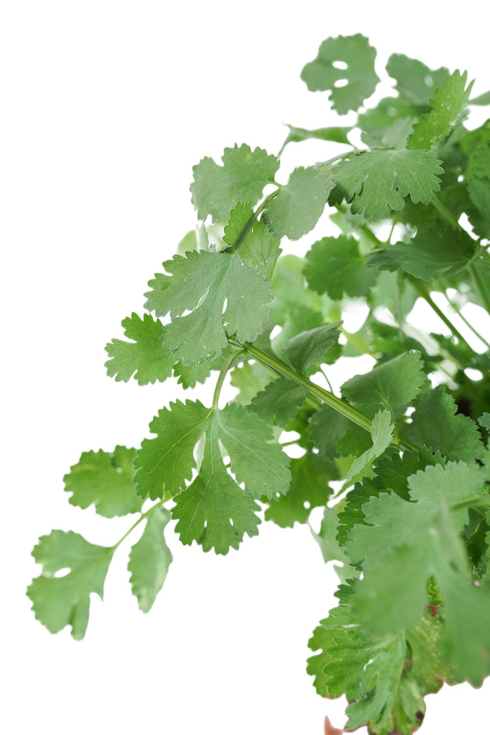 Coriander Garden Plus