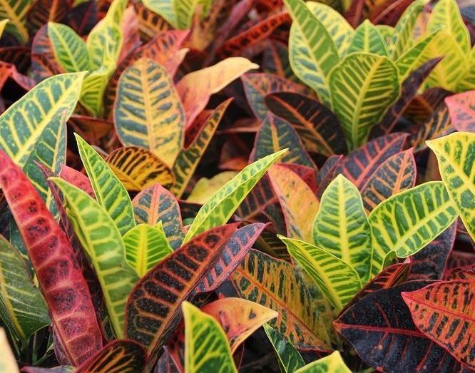 Croton Petra Garden Plus