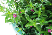 Cuphea Garden Plus