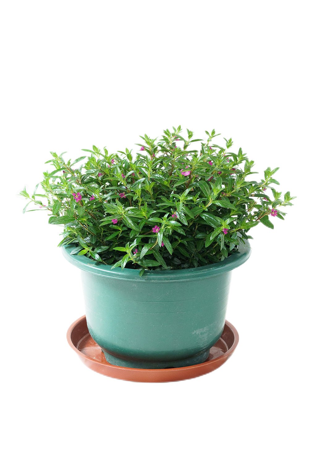 細葉萼距花／雪茄花（Cuphea hyssopifolia）