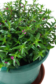 Cuphea Garden Plus