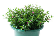 Cuphea Garden Plus